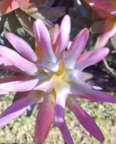 Mimetes cucullatus flowering concealed